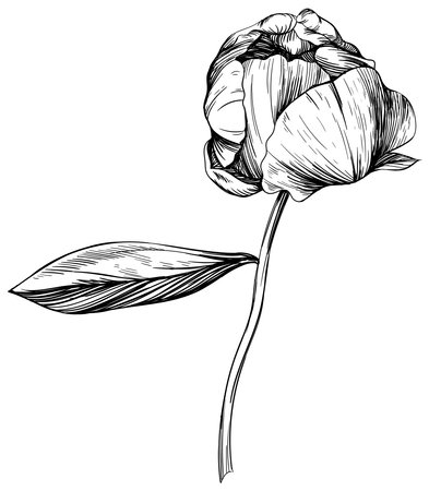 Vector Peony floral botanical flower. Wild spring leaf wildflower isolated. Black and white engraved ink art. Isolated peony illustration element on white background.のイラスト素材