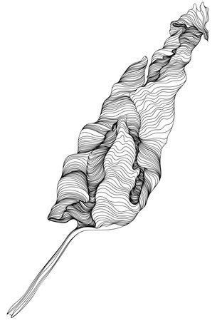 Black and white thin line monochrome illustration of leaf. Hand-drawn abstract illustration.のイラスト素材