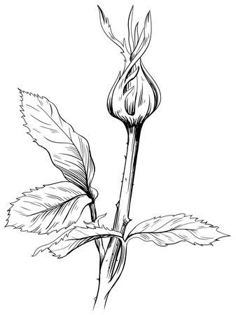 Sketch of wild flowers. Black and white engraved ink art. Isolated illustration element on white background.のイラスト素材