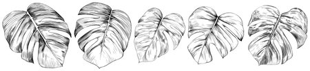 Vector Exotic tropical Hawaiian summer. Black and white engraved ink art. Isolated leaf illustration element on white background.のイラスト素材