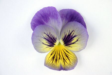 Floral ornamentの写真素材