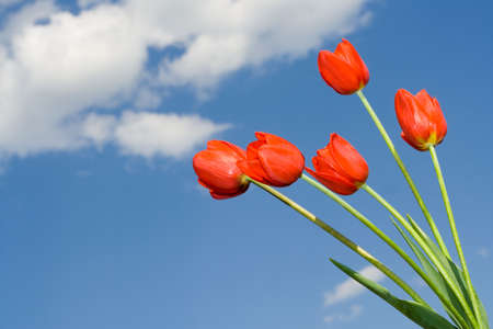 Red tulips on sky backgroundの写真素材