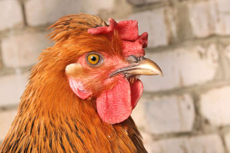 Red-haired chickenの写真素材