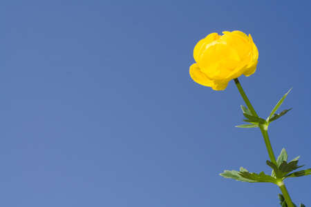 Yellow flower on sky backgroundの写真素材