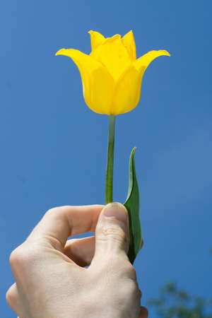 Yellow tulip on handの写真素材