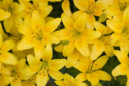 Lily background. Many yellow lily.の写真素材