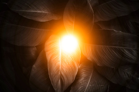 Abstract natural black leaves textures for tropical leaves background and black and white photos...