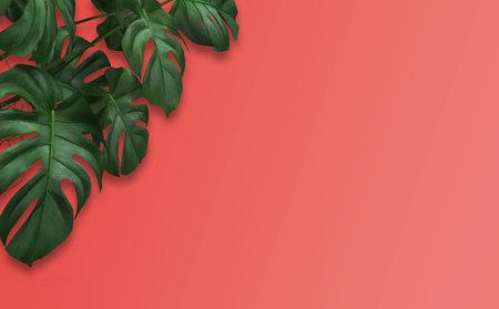 Philodendron tropical leaves on coral color background minimal summer . Monstera leaves on a pink background, banner. Tropical background, flat lay.の写真素材