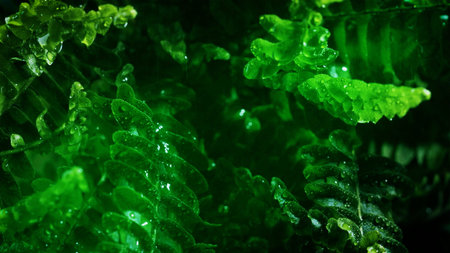 Fresh green leaves of flowers after spring rain shrouded in drops. Leaves with drops close up....