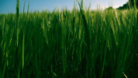 Green wheat field close up image. Wheat field image. View on fresh ears of young green wheat and on...
