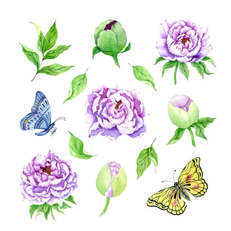 Watercolor peonies set isolated on white background. Hand drawn peony and butterfly illustration. Watercolor botanical painting.の写真素材