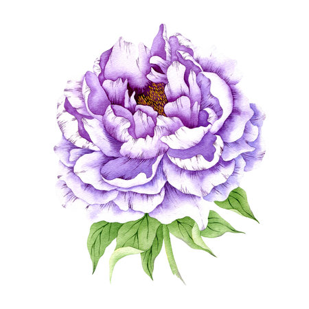 Purple peony isolated on white. Watercolor very peri peony flower. Hand drawn beautiful peony clipart.の写真素材