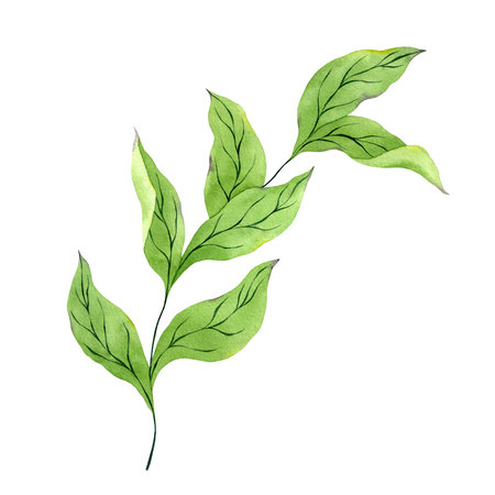 Watercolor green branch isolated on white. Hand drawn illustration of green leaves. Watercolor peony leaves clipart.の写真素材