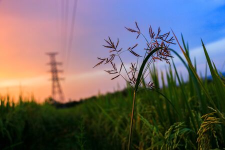 The evening in the cornfieldの写真素材