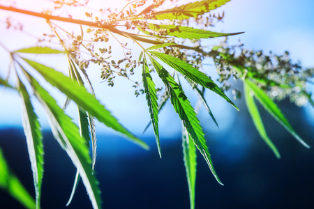 The marijuana plant and leaves in the open air at sunsetの写真素材