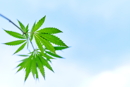 Young cannabis plant marijuana plantの写真素材