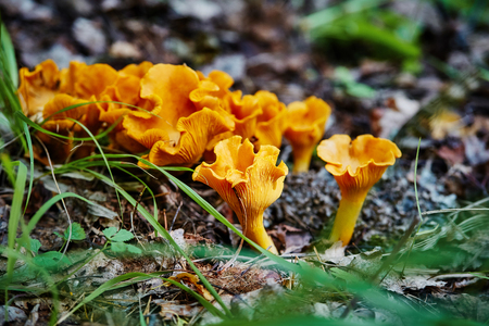 Group of chanterelle mushroom in the woodの写真素材