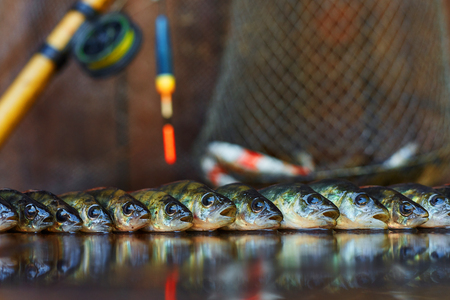 Fresh fish on wooden background. Rod fishingの写真素材