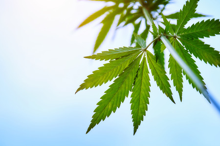 The marijuana plant and leaves in the open air at sunsetの写真素材