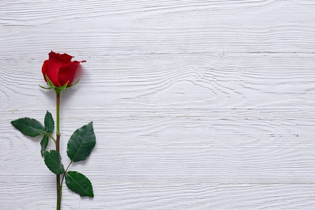 Red rose on white wooden background with space for textの写真素材