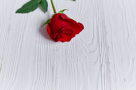 Red rose on white wooden background with space for textの写真素材