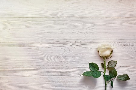 White rose on textured wooden backgroundの写真素材