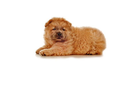fluffy chow-chow puppy isolatedの写真素材