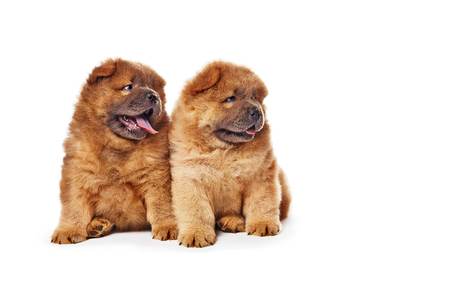 two cute chow-chow puppies isolatedの写真素材