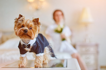 Terrier dressed as a groom in the bedroom of the bride.の写真素材