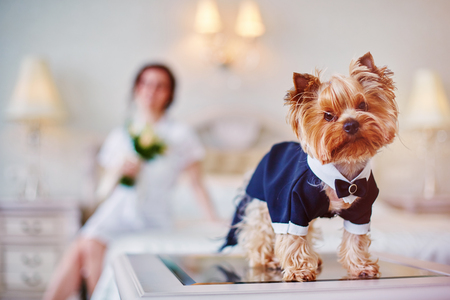 Terrier dressed as a groom in the bedroom of the bride.の写真素材