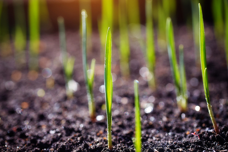Young spring shoots of greenery on the plantationの写真素材