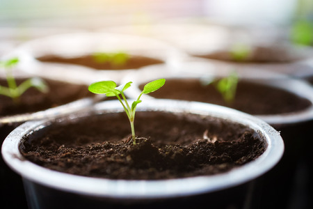 Young fresh seedling stands in plastic pots, cultivation of  in greenhouse. Seedlings sprout.の写真素材