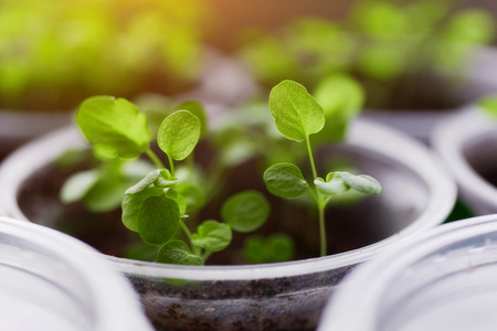 Young fresh seedling stands in plastic pots, cultivation of  in greenhouse. Seedlings sprout.の写真素材