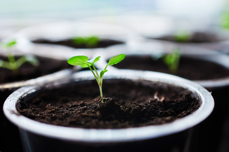 Young fresh seedling stands in plastic pots, cultivation of  in greenhouse. Seedlings sprout.の写真素材