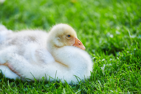 Small goose close upの写真素材