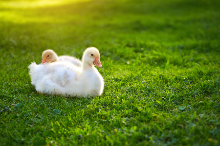 A gaggle of goslings, lying on grass. Geese grown for saleの写真素材