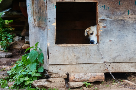 Dog on a chain in the booth. Sad dog eyes. The concept of loneliness and lack of freedomの写真素材