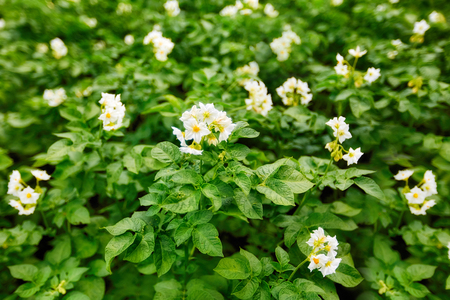 White flowers of blooming potatoes at selective focus on a blurred background of potato plantation.の写真素材
