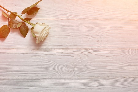 Rose on white wooden background. Place an inscription, text or messageの写真素材