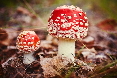 Amanita Muscaria, poisonous mushroom. Photo has been taken in the natural forest background.の写真素材