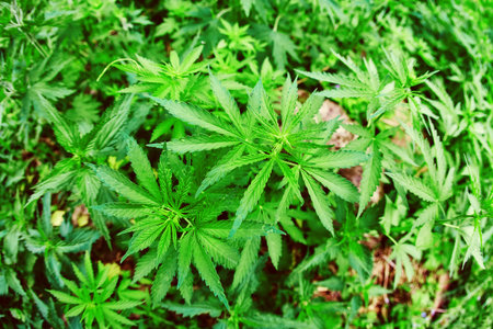 Cannabis sprouts young leaves in the wild. Fisheye lens, top view.