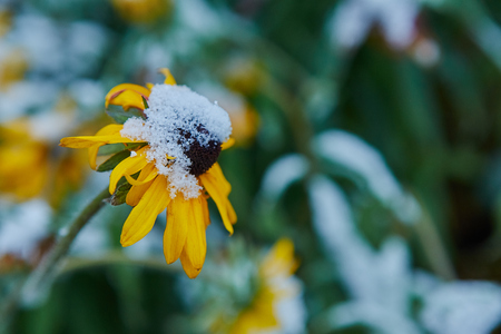 Precipitation in the form of sleet. The first snow covered bright autumn flowers. They froze and wilted from the cold.の写真素材