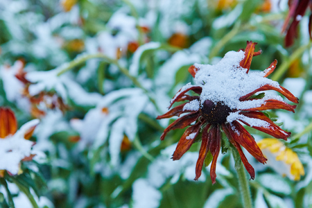 The first snow fell on orange and yellow flowers. Flowers freeze and die from the first frostの写真素材