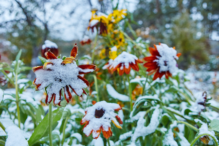 The first snow fell on orange and yellow flowers. Flowers freeze and die from the first frostの写真素材