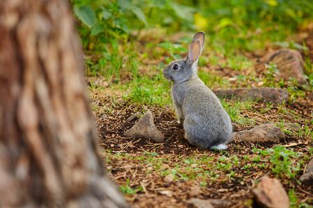 The hare hides behind a tree from the hunterの写真素材