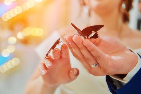 Exotic butterfly. Beautiful live butterflies sit on the hands of the bride and groom. Received as a gift at the wedding Banquet.の写真素材