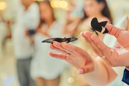 Beautiful live butterflies sit on the hands of the bride and groom, on the background of the wedding Banquet.の写真素材