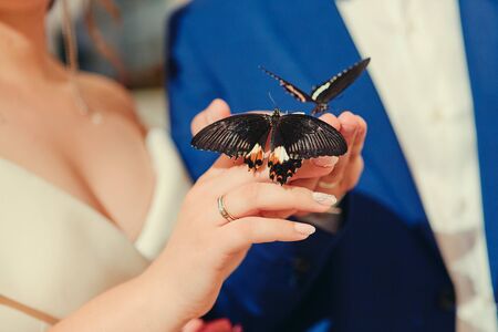 Newlyweds are holding live tropical butterflies.の写真素材