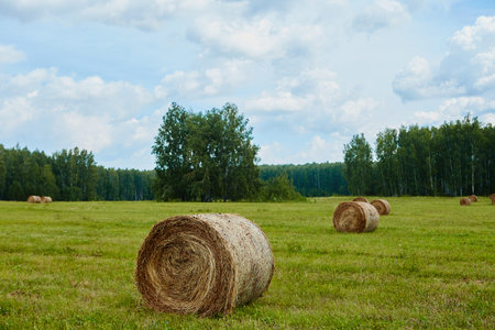 Rolled haystacks in the field of agriculture.  Landscape usual for Russia