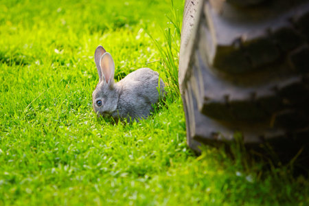 The rabbit ran out in front of the truck. Nature protection. Death of animals from technogenic...